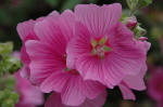 Lavatera Kew Rose